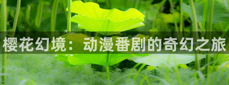 #omofun：樱花幻境：动漫番剧的奇幻之旅